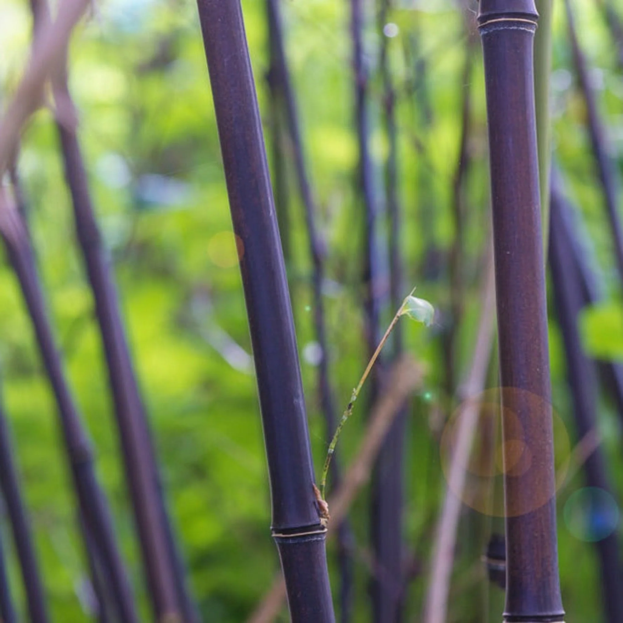 Black Bamboo - Image 3