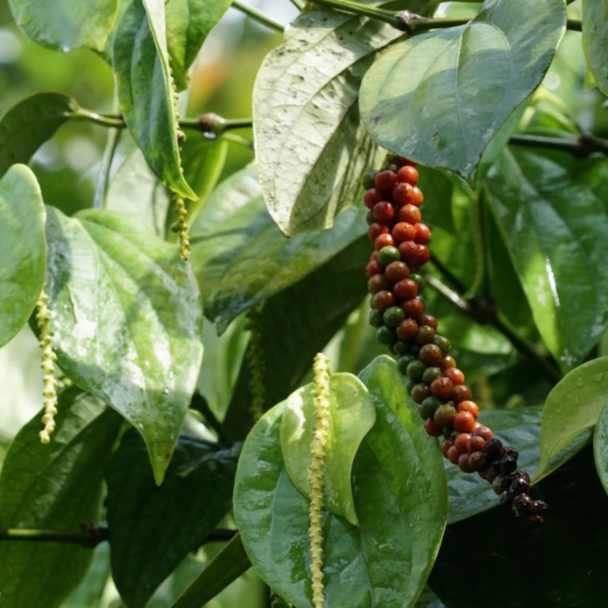 Black Pepper Plant - Image 3