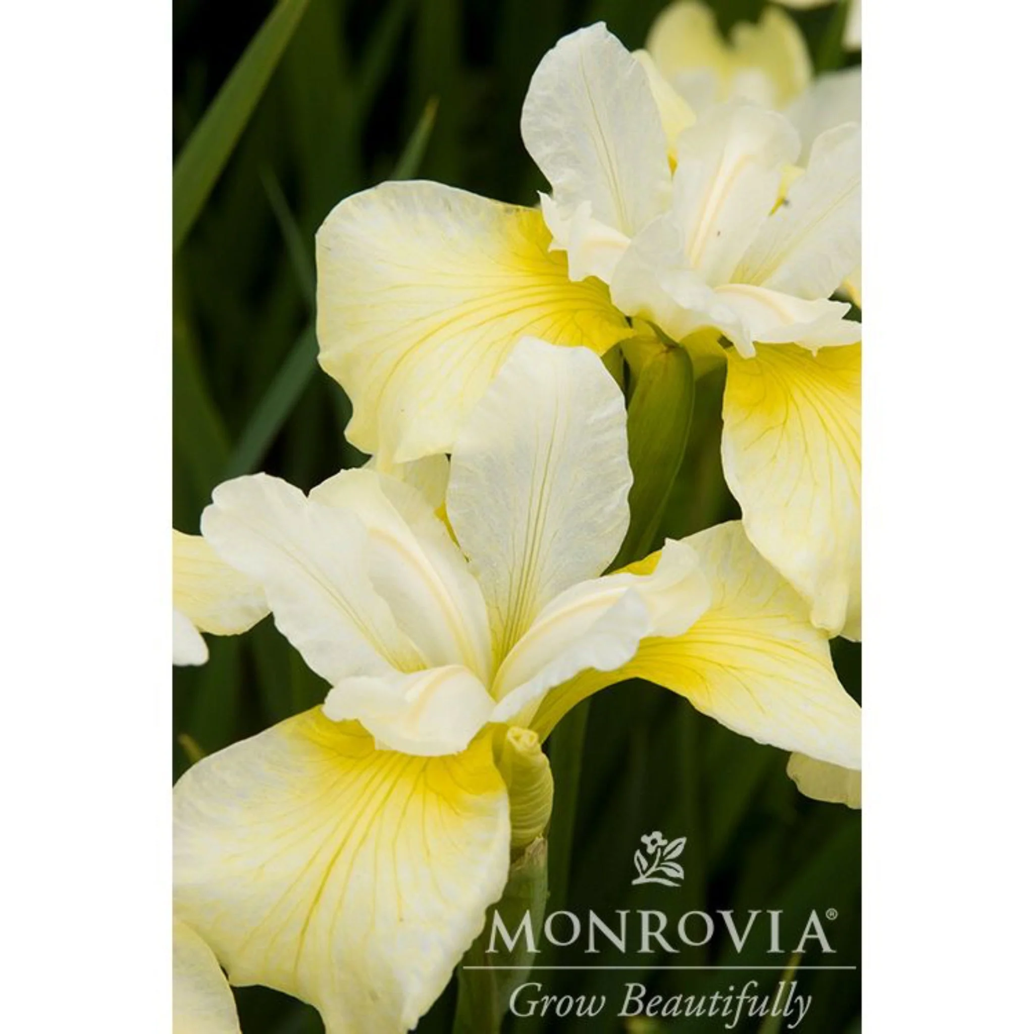 Butter & Sugar Siberian Iris - Image 3