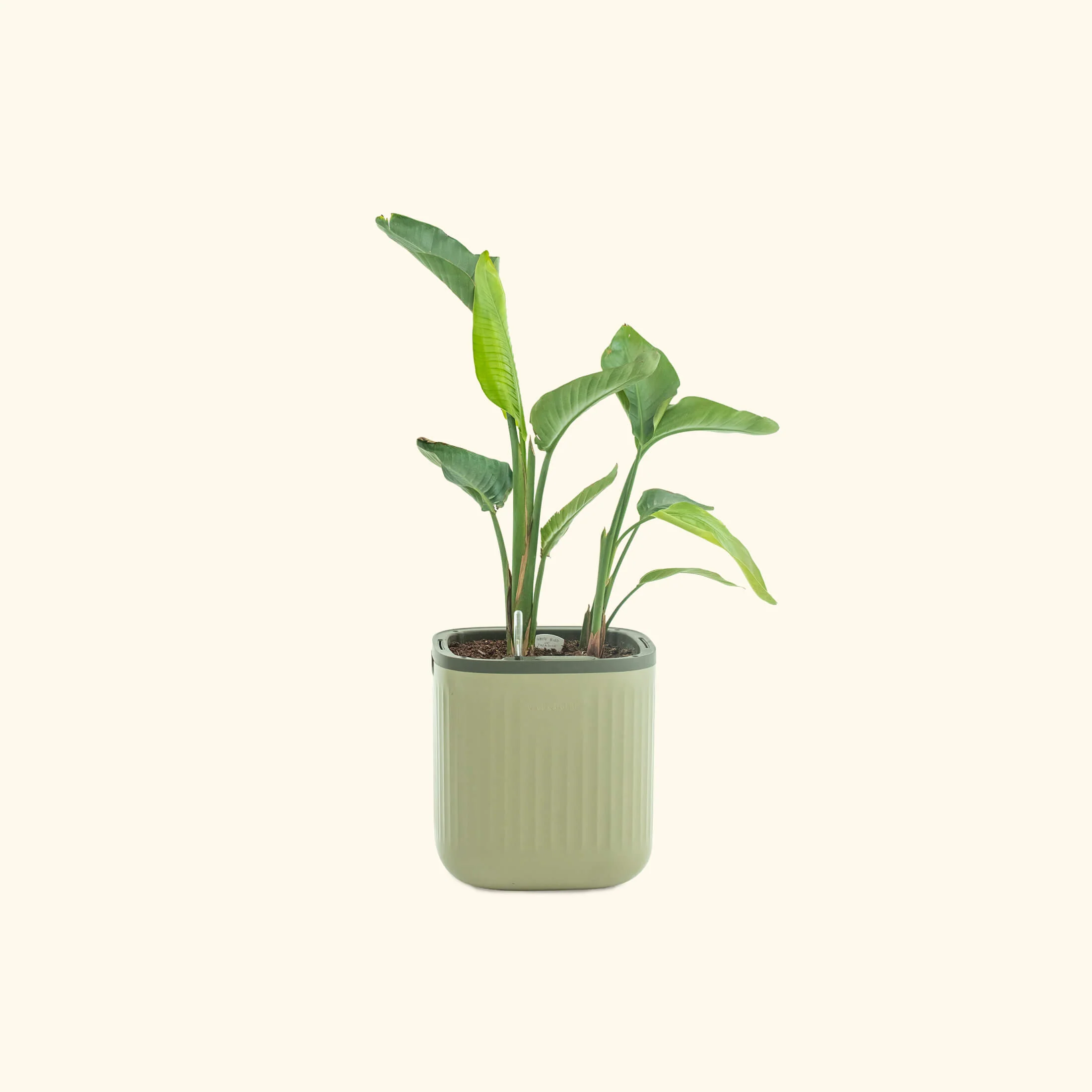 EZ Self-Watering Home Planter - Image 11