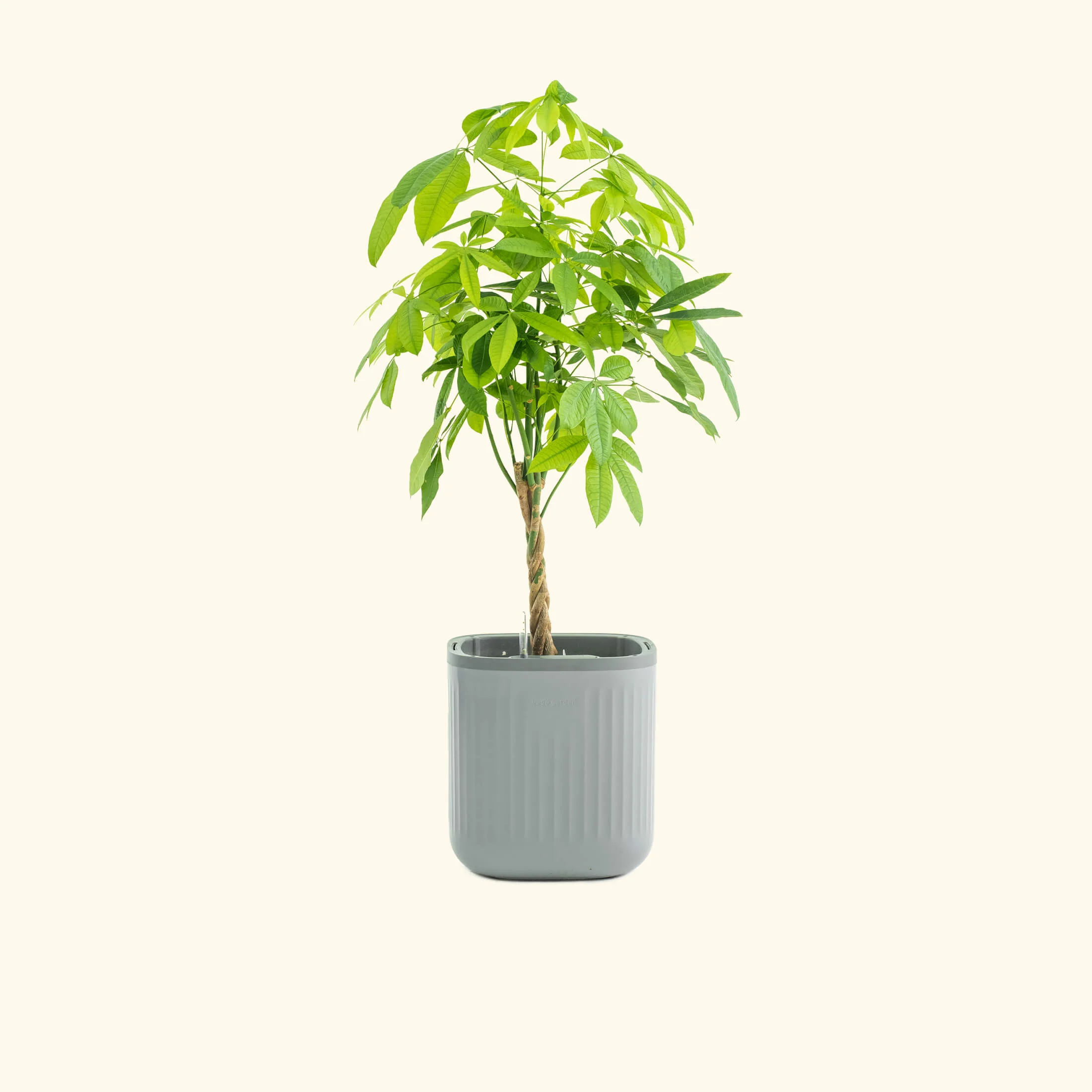 EZ Self-Watering Home Planter - Image 12