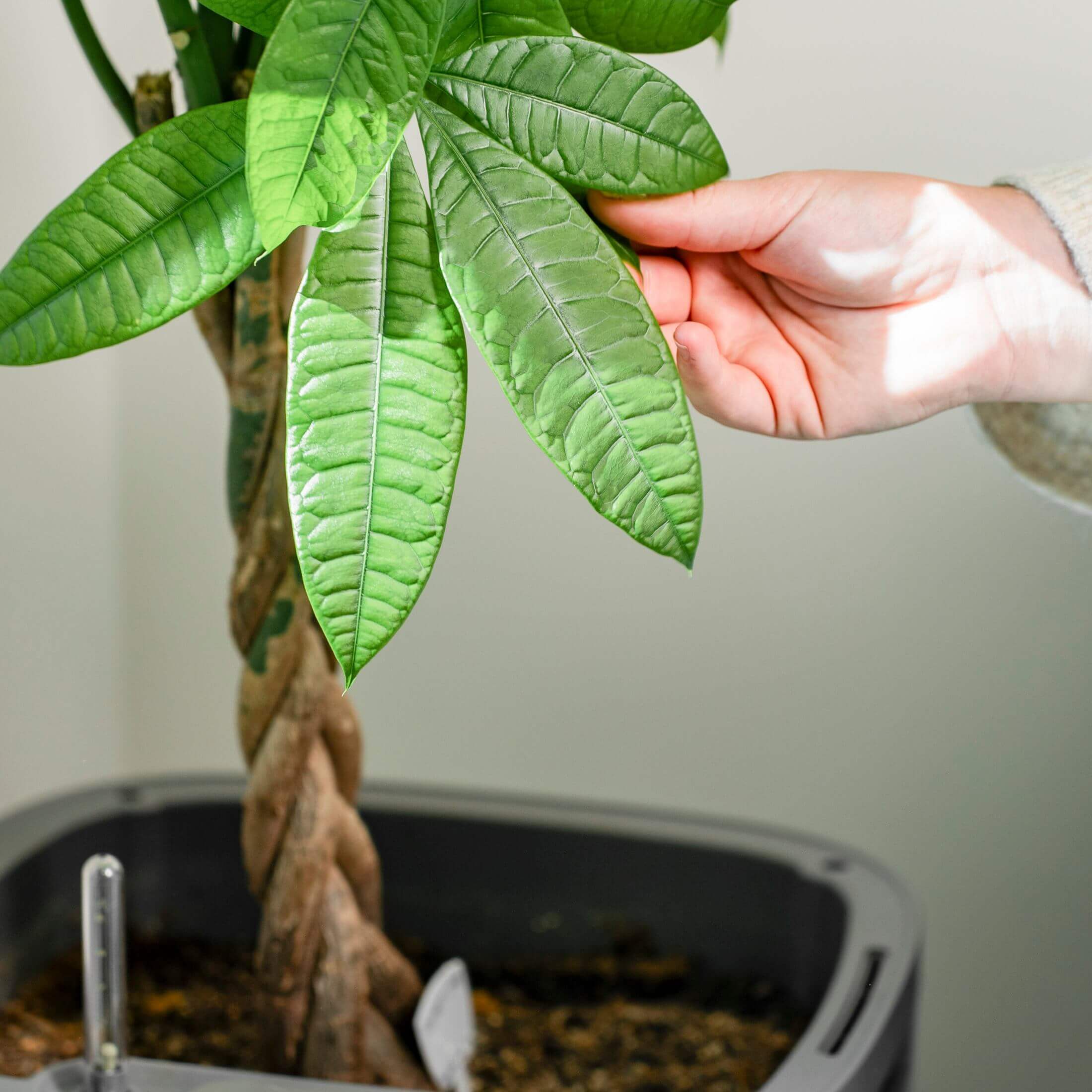 EZ Self-Watering Home Planter - Image 18