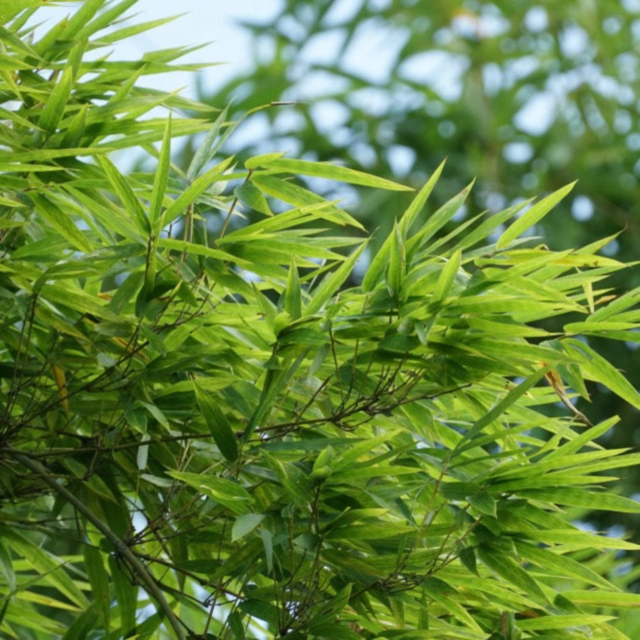 Golden Goddess Bamboo - Image 3