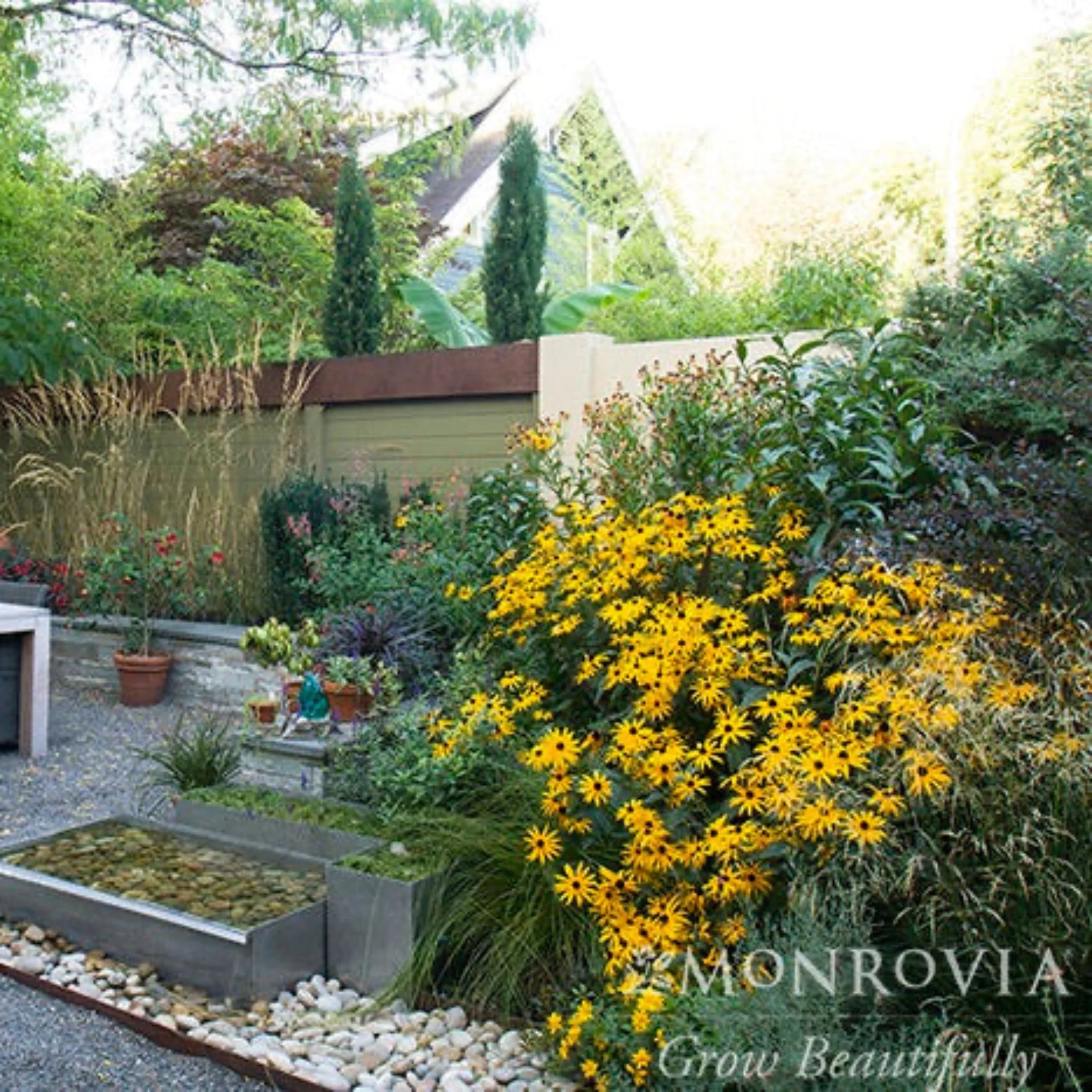 Goldsturm Black-Eyed Susan - Image 3