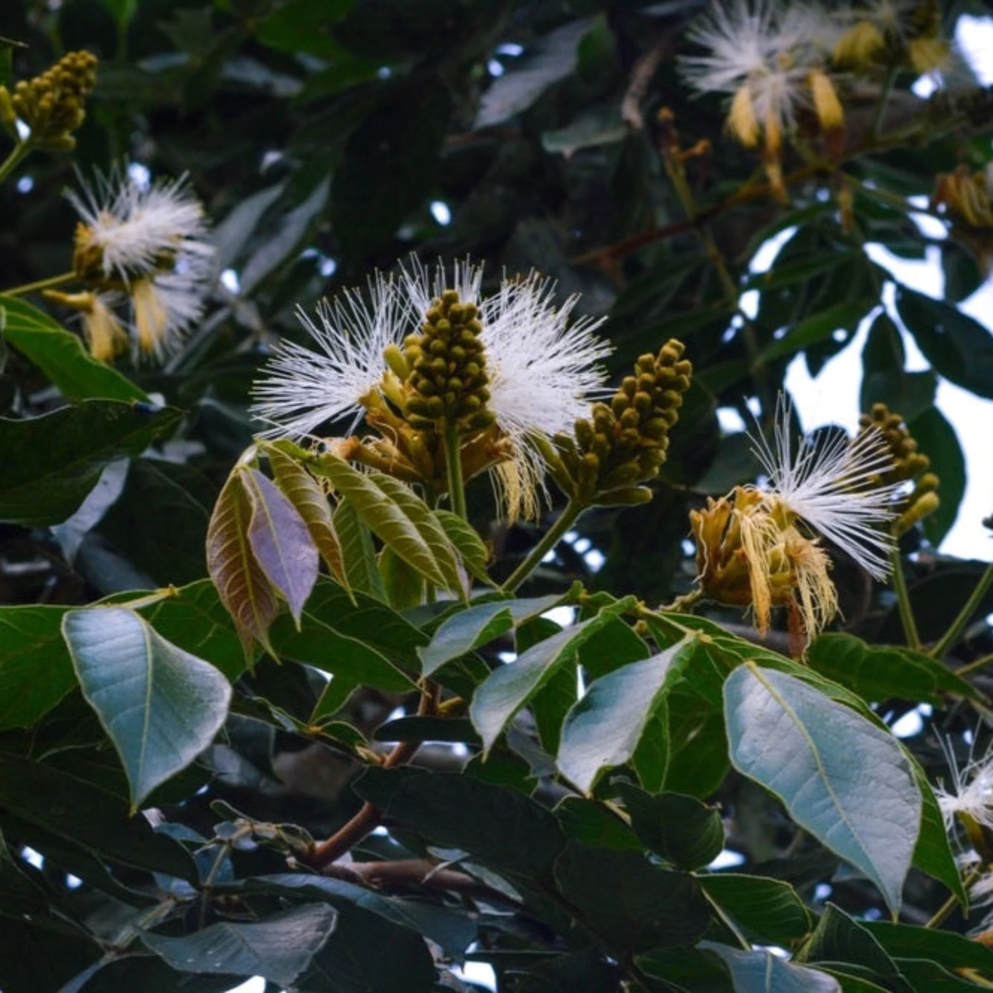 Ice Cream Bean Tree - Image 3