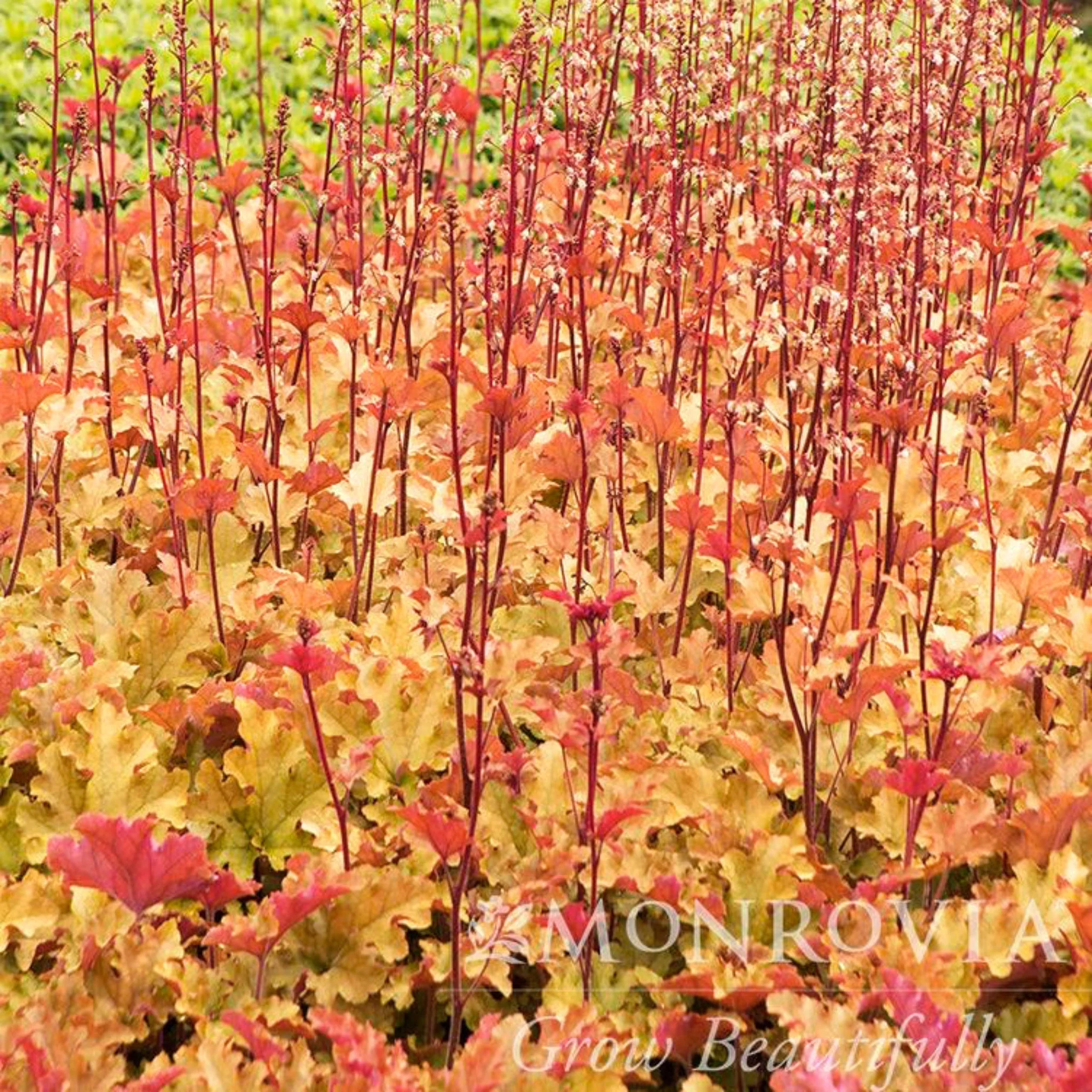 Marmalade Heuchera - Image 3