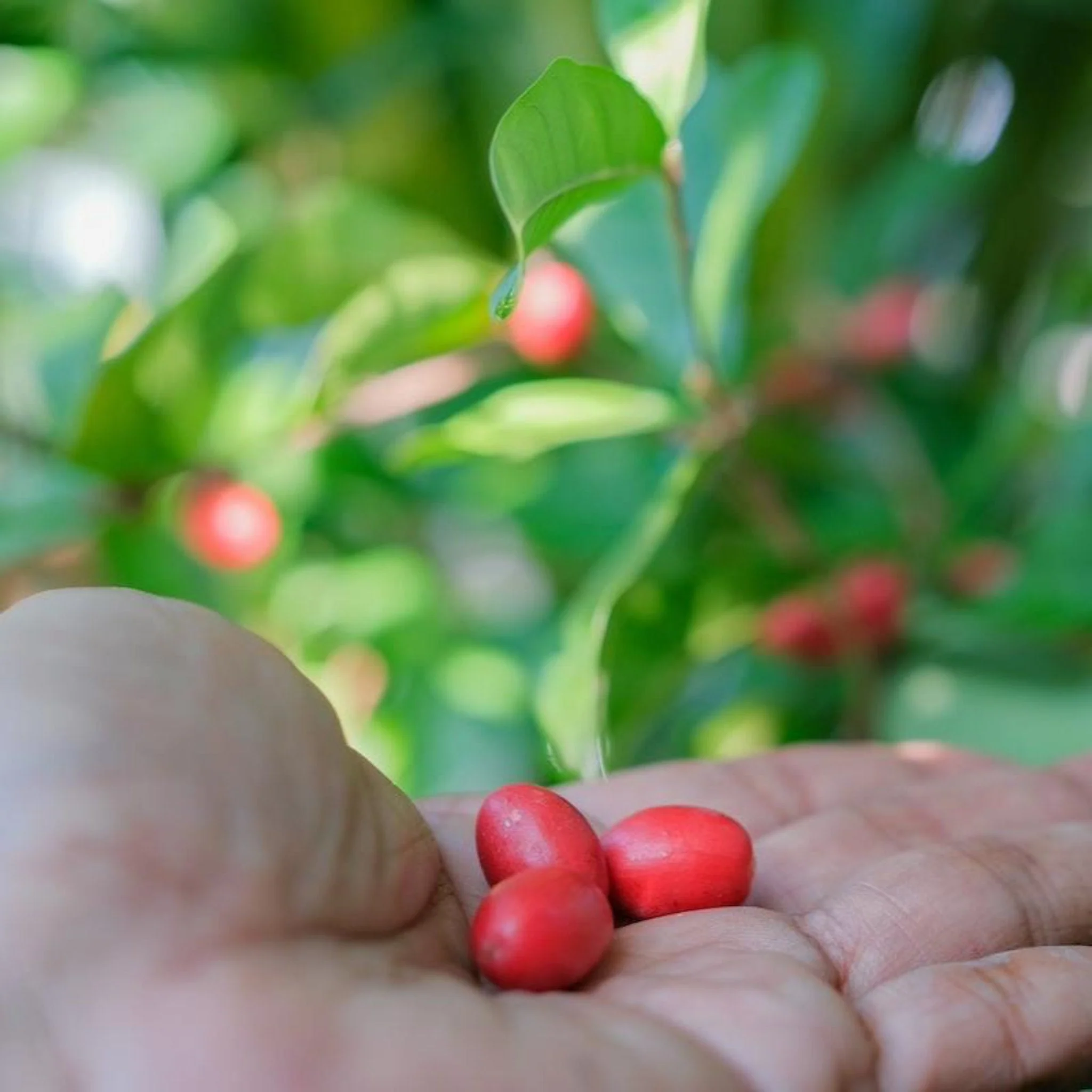 Miracle Fruit - Image 3