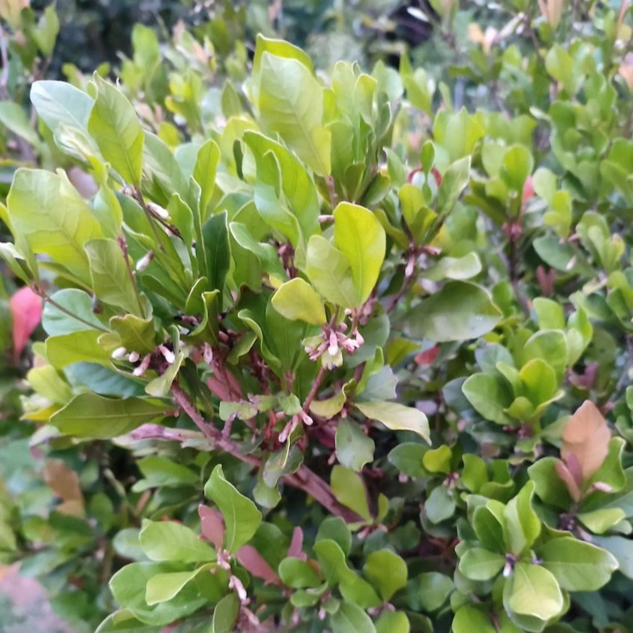 Miracle Fruit - Image 4