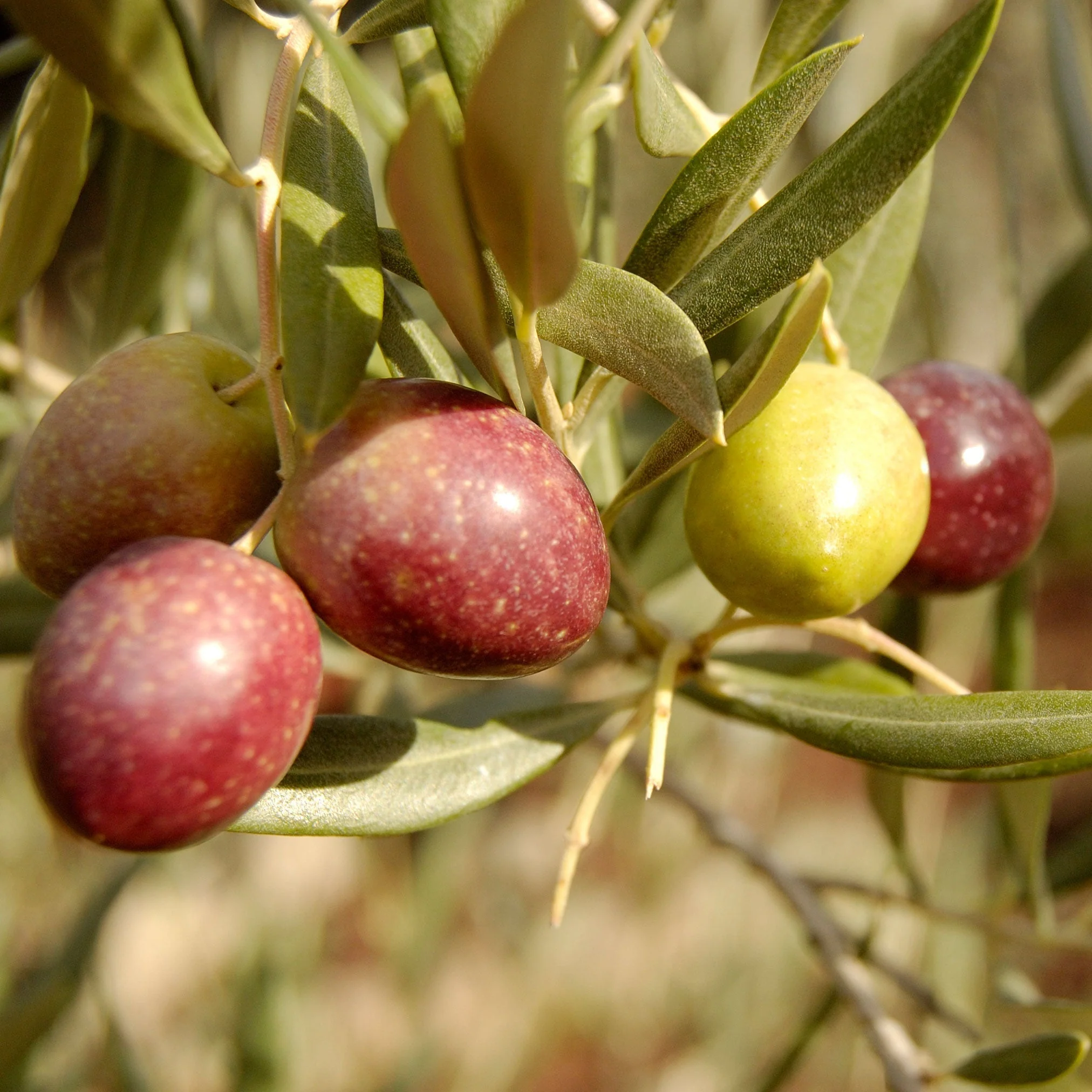 Olive Tree - Image 3