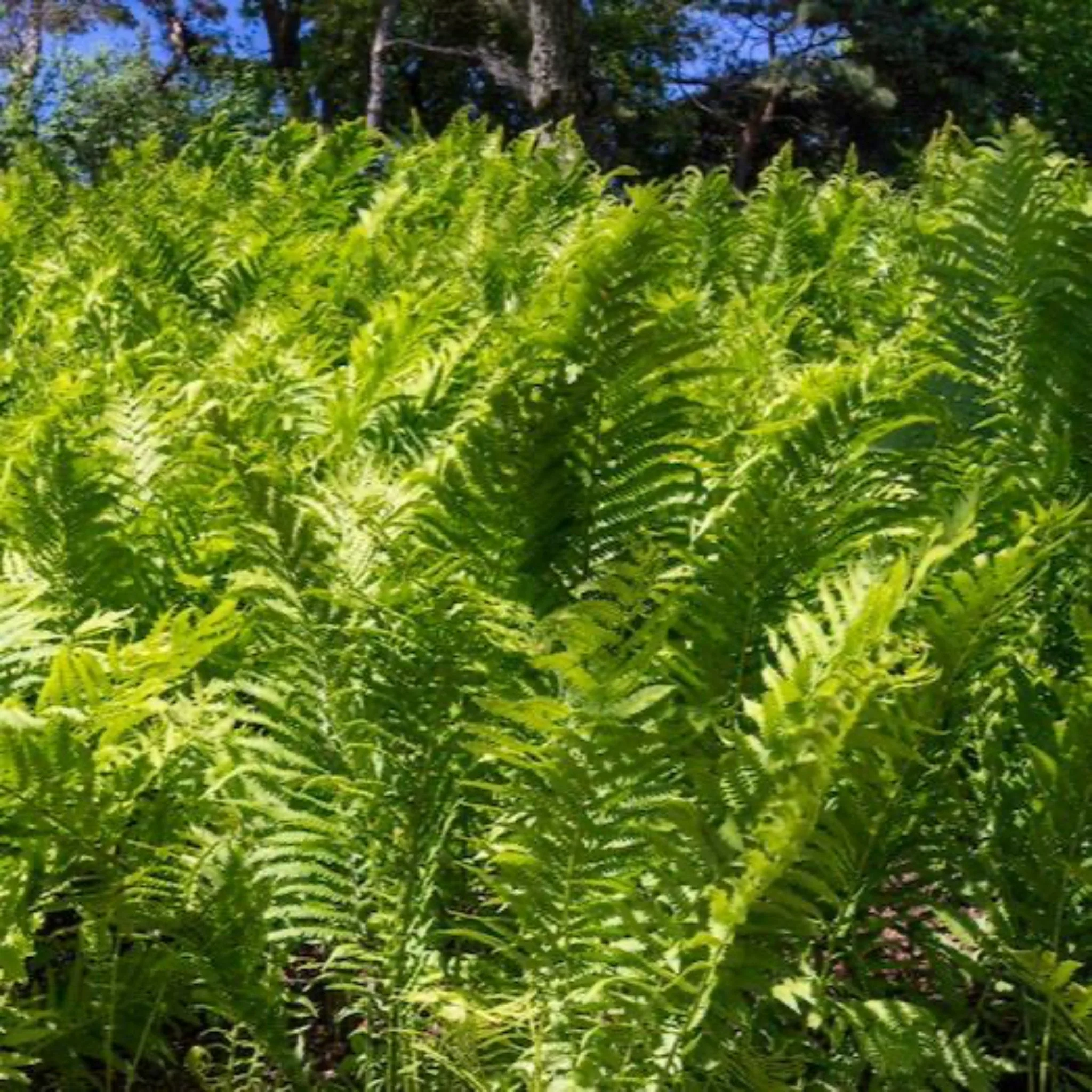 Ostrich Fern - Image 3