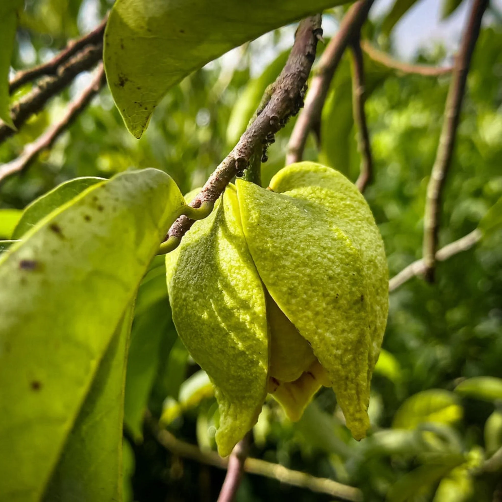 Soursop (Guanabana) - Image 3