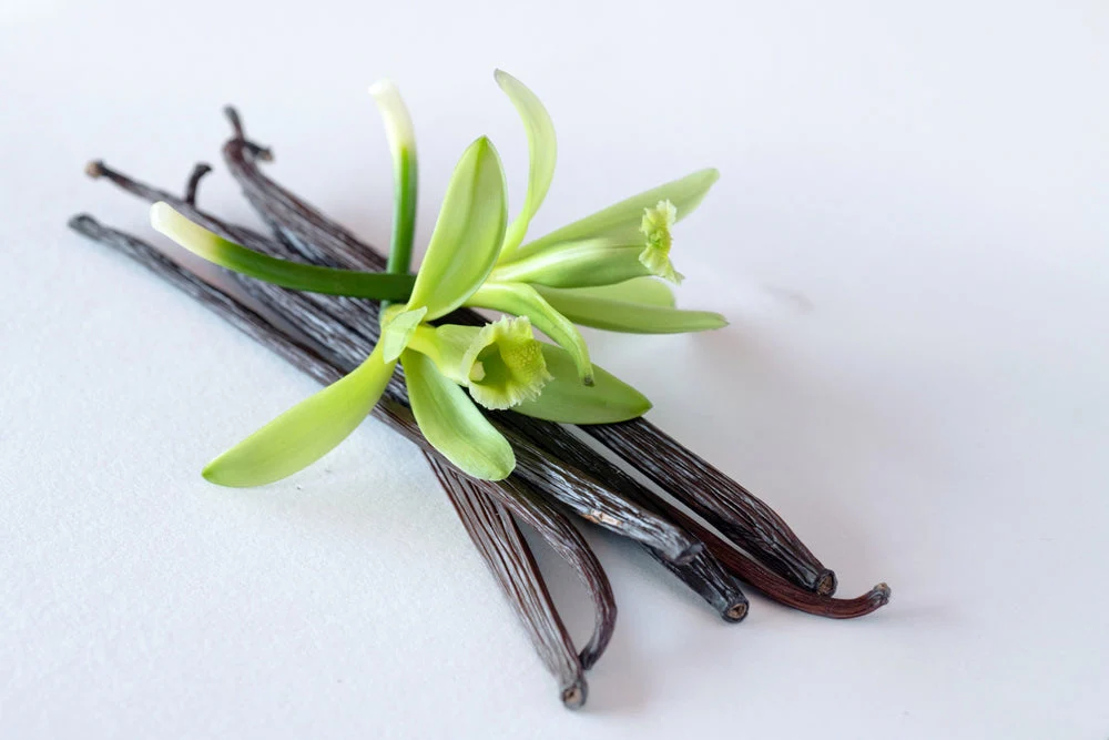 Vanilla Bean Plant - Image 3