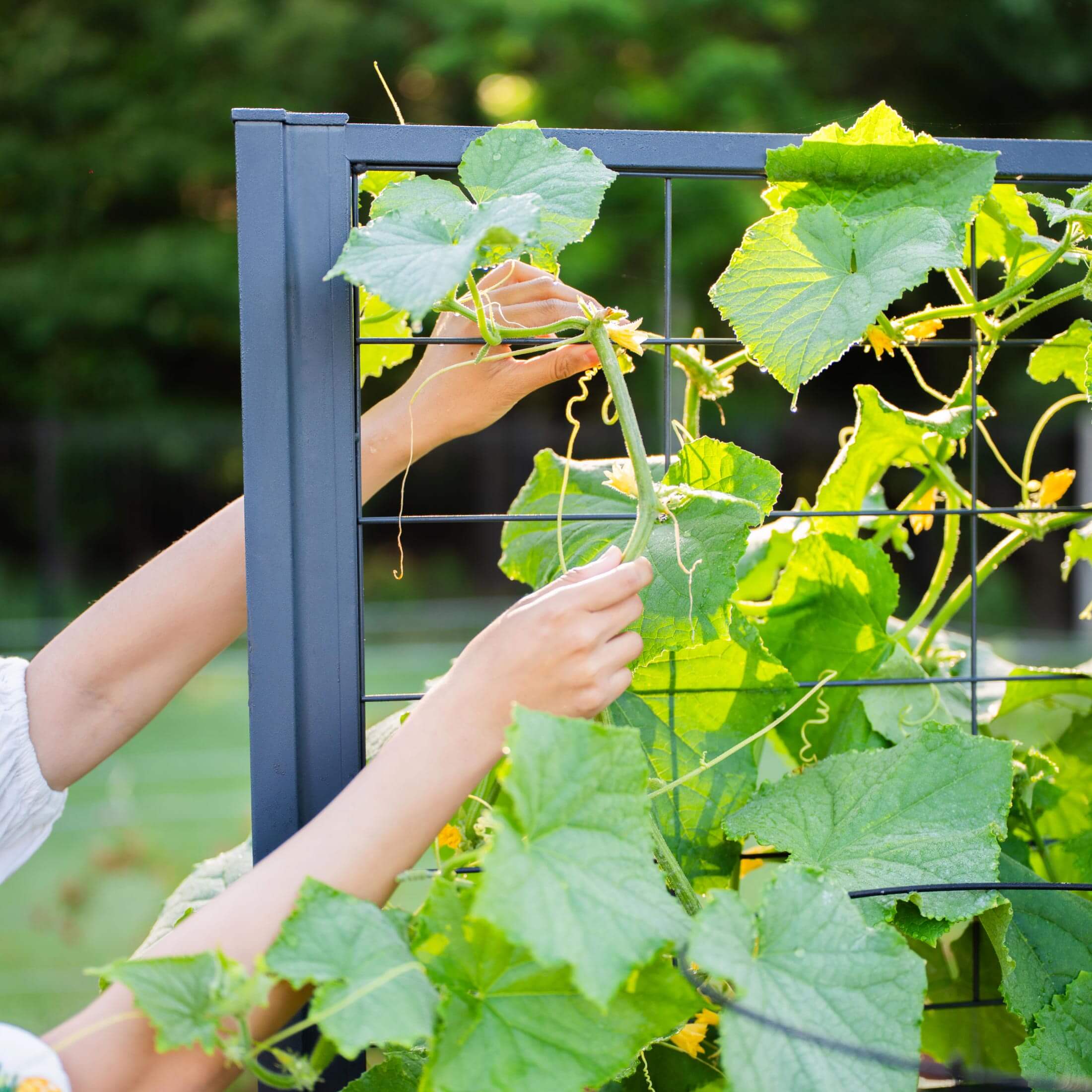 Vego Modern Privacy Trellis - Image 11