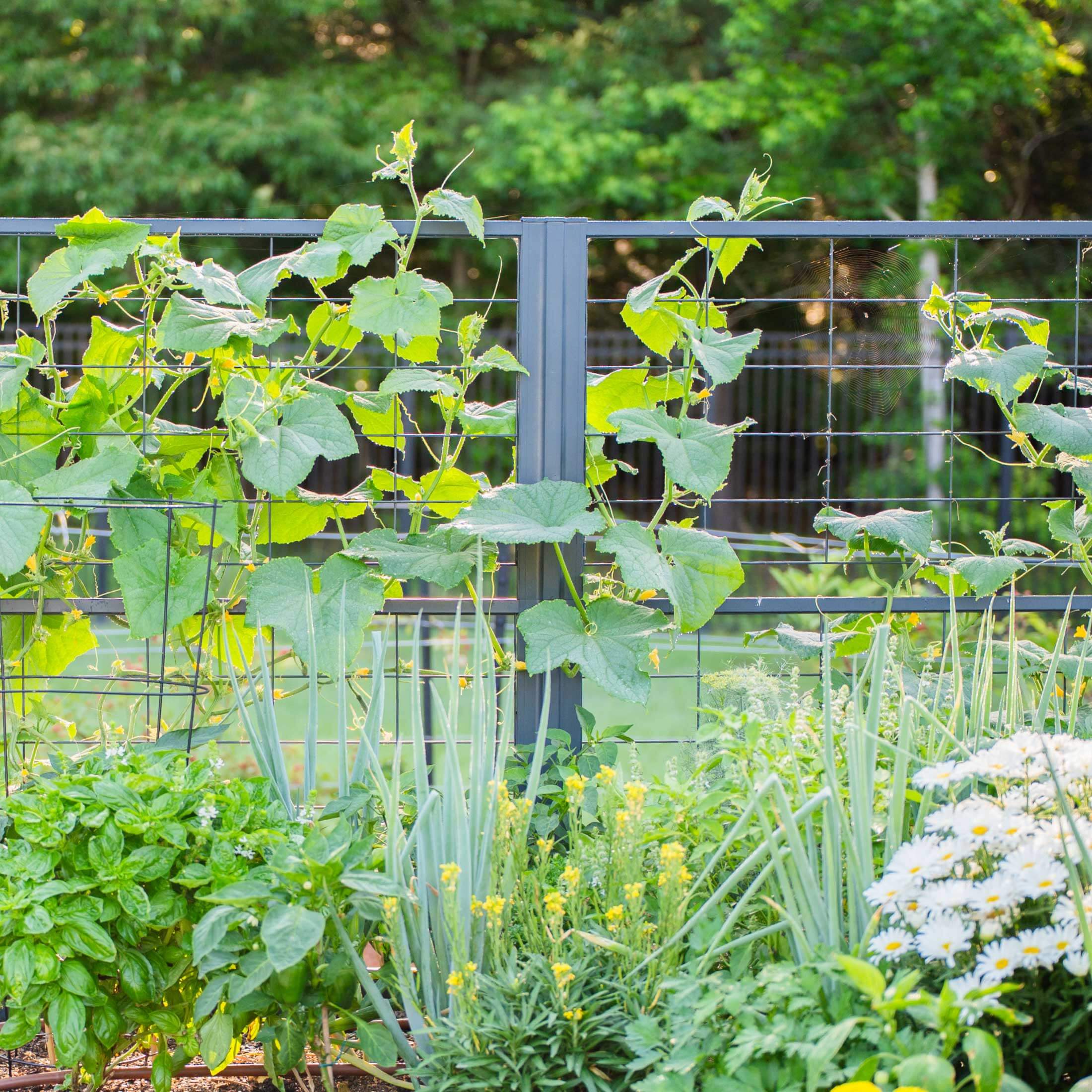 Vego Modern Privacy Trellis - Image 12